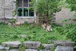 Sat May 17 11:41:32 2008