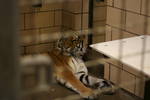 Sat Jun  7 09:20:45 2008 (Cubs' Mom)
