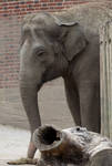 Highlight for Album: The Buffalo Zoo - August 2008