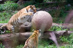 Sat Aug  9 13:56:37 2008