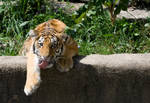 Highlight for Album: The Buffalo Zoo - August 30th, 2008