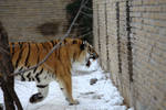 Highlight for Album: Buffalo Zoo - Jan 2nd 2009