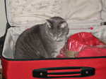 Cat ready to travel