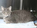 Lucy's SPCA Photo