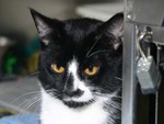 Domino's/Linus' SPCA Photo