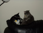 Cats together