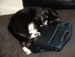 Retro Computing Kitty