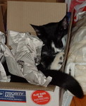 Boxed Cat