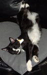 Linus relaxing