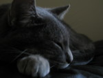 Cat at Rest