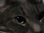Lucy Closeup 2