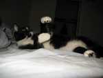 Kung Fu Kitty