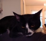 Linus, lounging on a chair top.