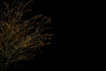 Mon Dec 14 19:25:25 2009