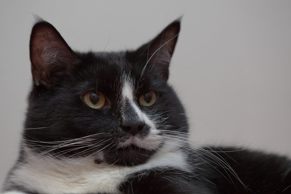 Thu Dec 31 00:16:02 2009 - macro lens test with a cat!