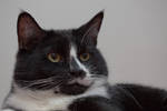 Thu Dec 31 00:16:02 2009 - macro lens test with a cat!