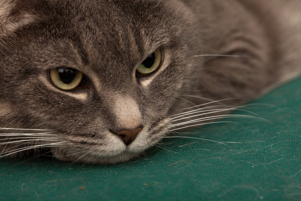 Thu Dec 31 00:18:57 2009 - macro lens test with a different cat!