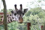 Highlight for Album: Franklin Park Zoo - June 2008