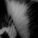 More whiskers. I don't know why, I just like it.