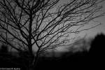 Barren Winter (Final, I think)