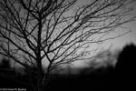 Barren Winter (B&W Draft)