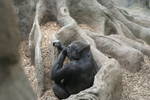 Highlight for Album: Franklin Park Zoo
