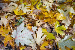 Mon Nov  8 13:30:48 2010