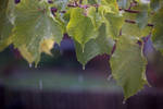 Sun Oct 18 17:16:55 2009