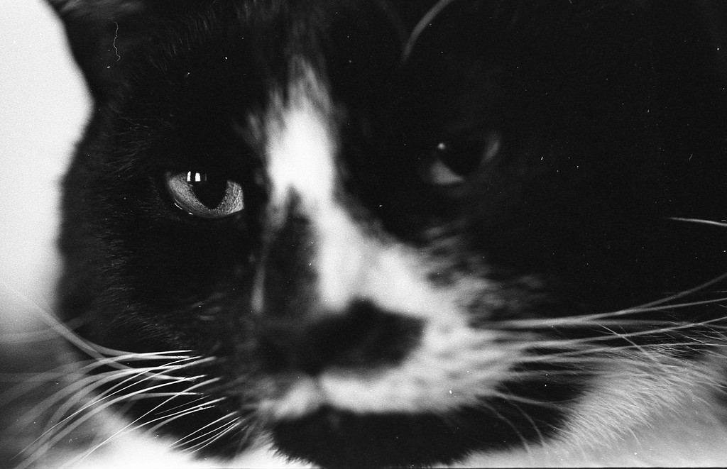 Peer at the detail in his eye!