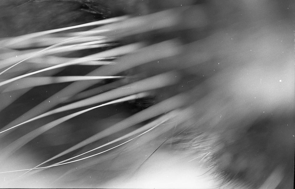 Whisker Abstract
