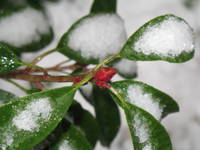 Highlight for album: Snow in Raleigh