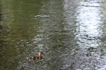 Sun Jun  1 17:18:10 2008