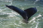 Highlight for Album: Whale Watch - August 2008