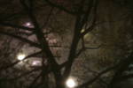 Highlight for Album: Crazy Fog